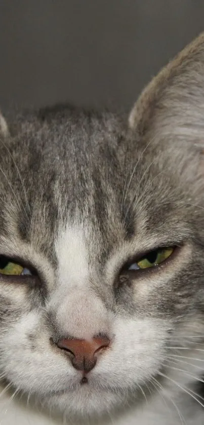 Close-up of a cute grey and white cat with a curious expression.