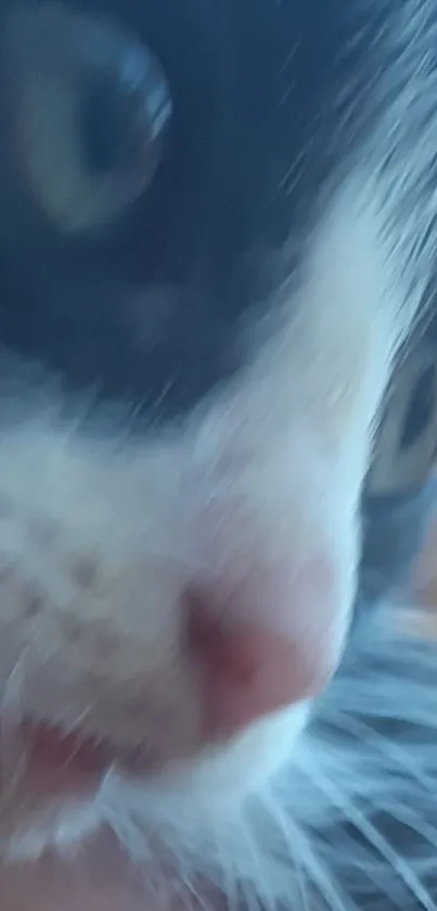 Close-up of a kitten's face with blue and white fur.