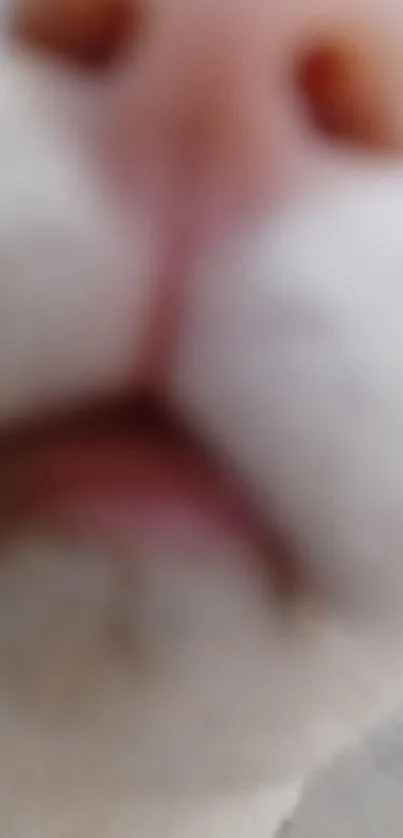 Close-up image of a cat's nose with a soft blur effect.