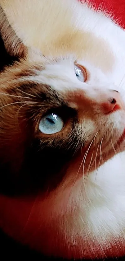 Close-up of a cat with blue eyes on a red background.