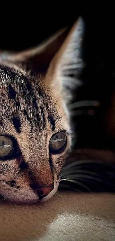 Close-up of a curious kitten's face with large eyes.