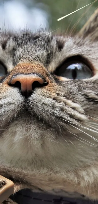 Close-up of an adorable cat looking upwards with a blurred background.