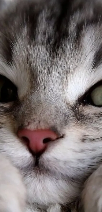 Close-up of an adorable gray kitten with striking eyes.