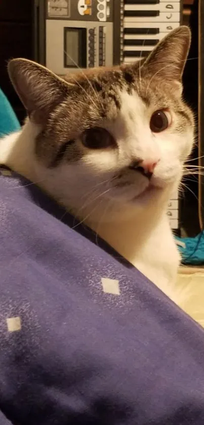 Cozy cat resting on purple blanket with musical background.