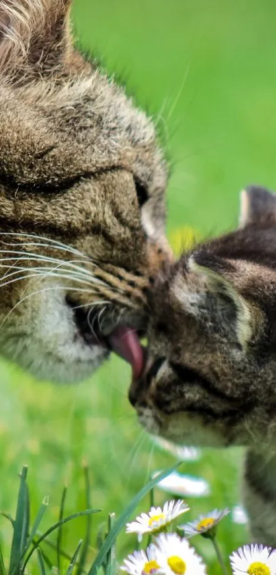 Two cats share a sweet moment among daisies on a lush green lawn.