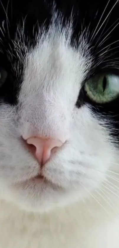 Close-up image of an adorable cat with green eyes and black and white fur.