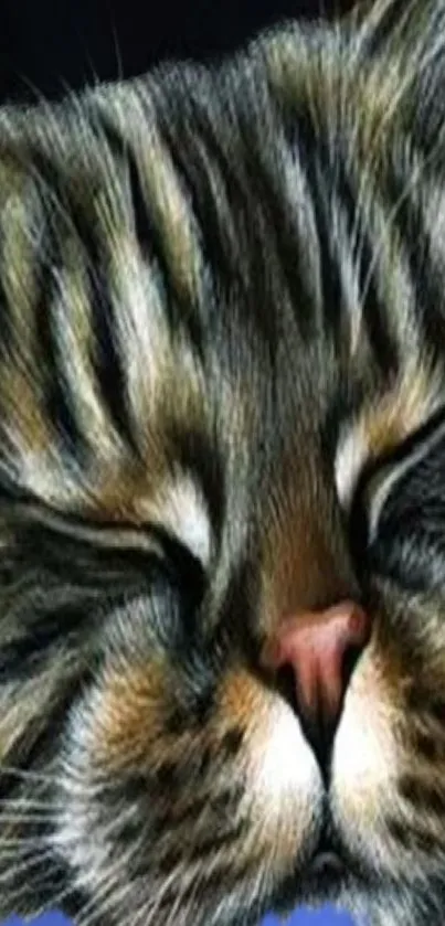 Close-up wallpaper of a sleeping cat's face, showcasing its fluffy fur and cute features.