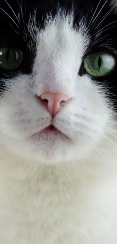 Close-up of a black and white cat with mesmerizing green eyes.