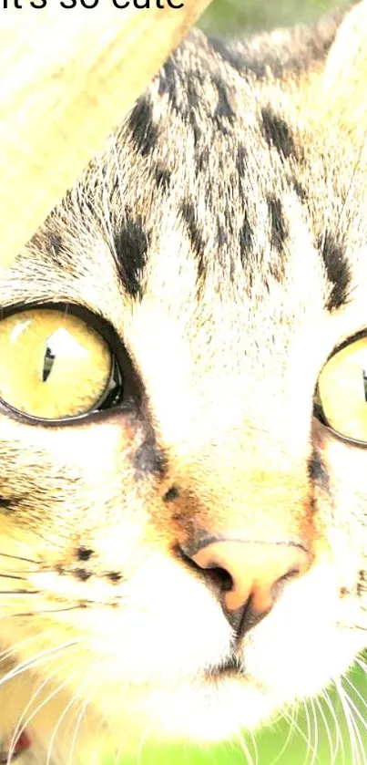 Close-up of a cat's face with bright yellow eyes and soft fur.