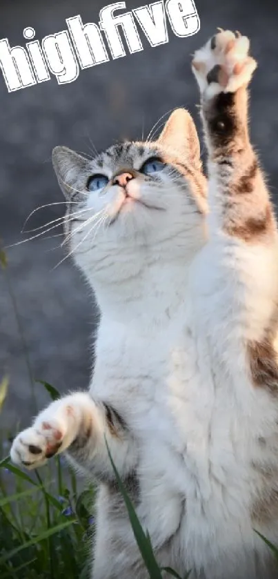 Adorable cat giving a high-five in the grass with 'highfive' text.