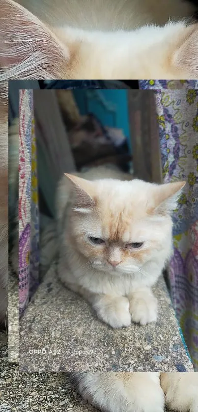 Adorable cat sitting by colorful curtains wallpaper.