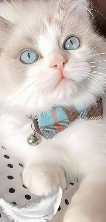 Fluffy white kitten with bowtie, blue eyes, playful pose.