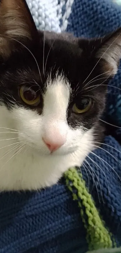 Adorable black and white cat wrapped in a blue knitted blanket.