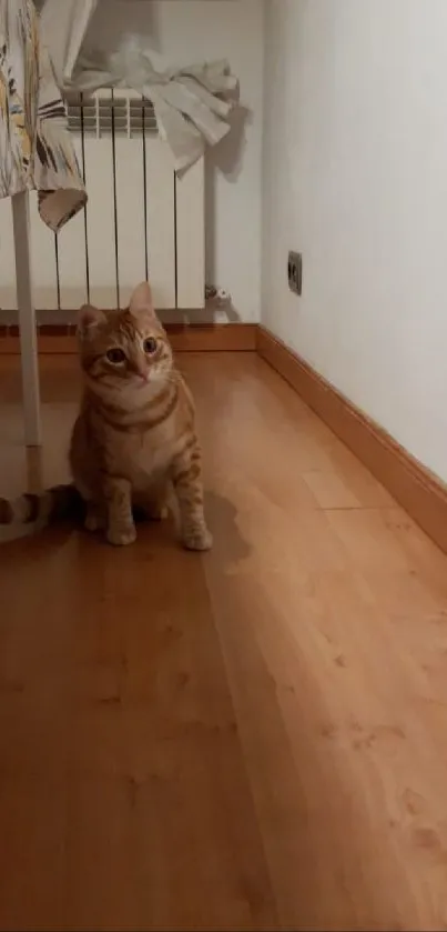 Adorable orange cat sitting on wooden floor in cozy room corner.