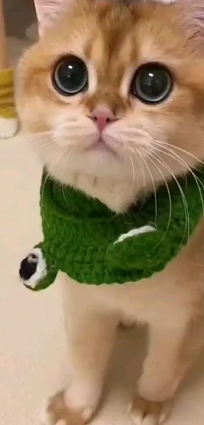 Adorable cat with big eyes and a green collar, perfect phone wallpaper.