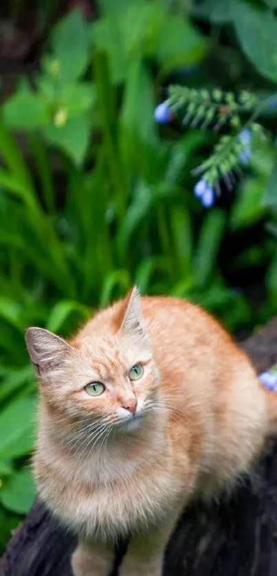 Adorable orange cat sitting on a log in lush greenery.