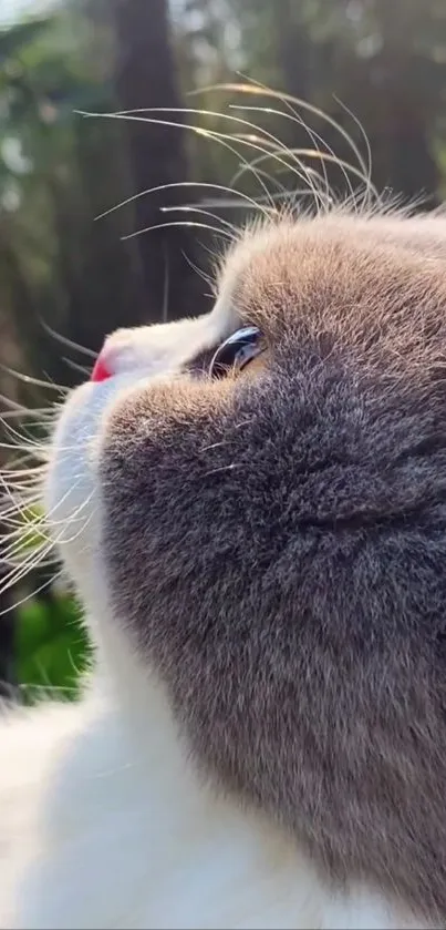 Close-up of a cat gazing upward with a natural forest background.