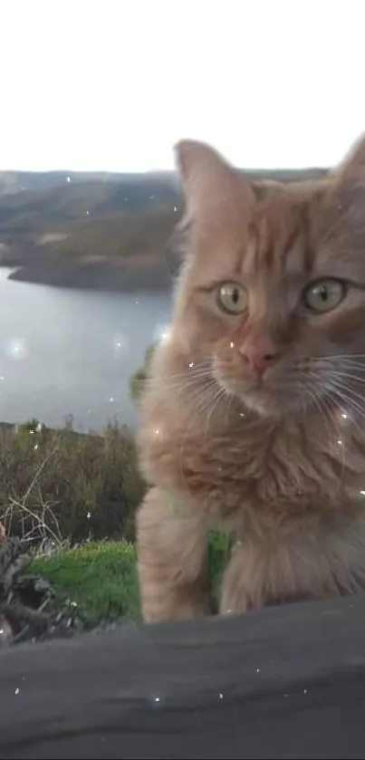 Fluffy brown cat in scenic lakeside setting.