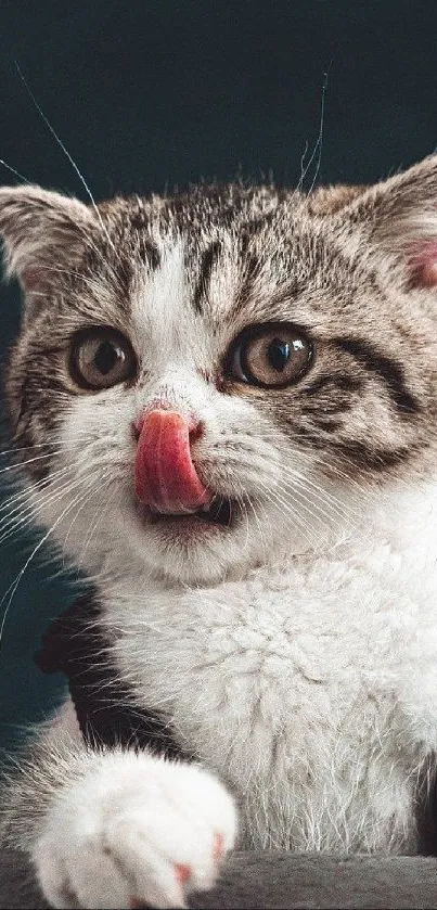 Cute tabby cat licking its nose.