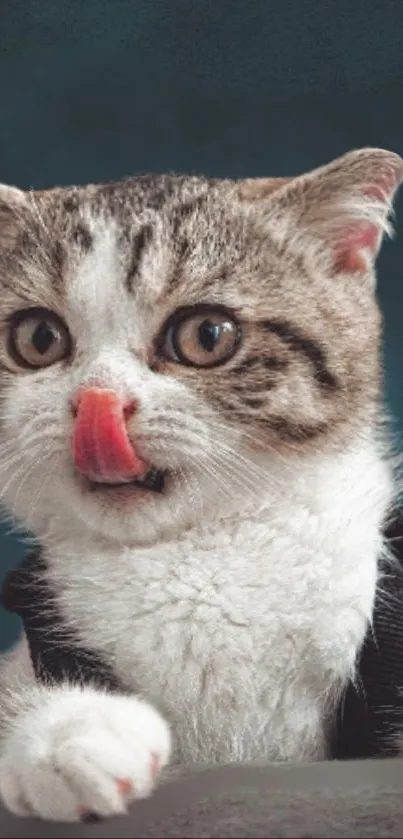 Adorable cat with pink tongue out on blue-gray background.