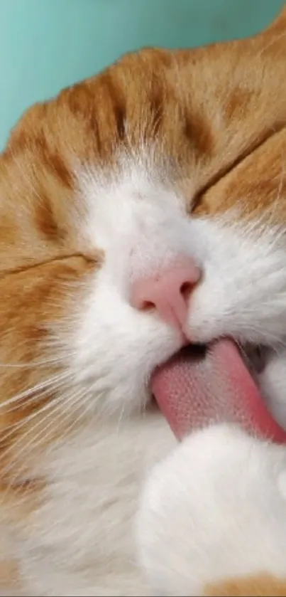 Adorable orange tabby cat licking its paw with eyes closed.