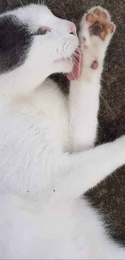 White and gray cat lying on textured ground.