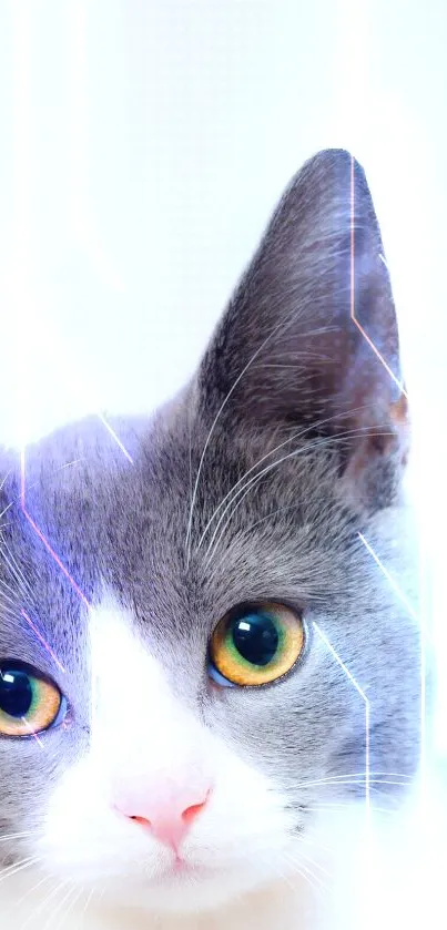 Adorable gray and white cat with green eyes mobile wallpaper.