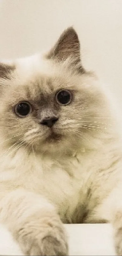 Close-up of a fluffy cat with white and gray fur as a mobile wallpaper.