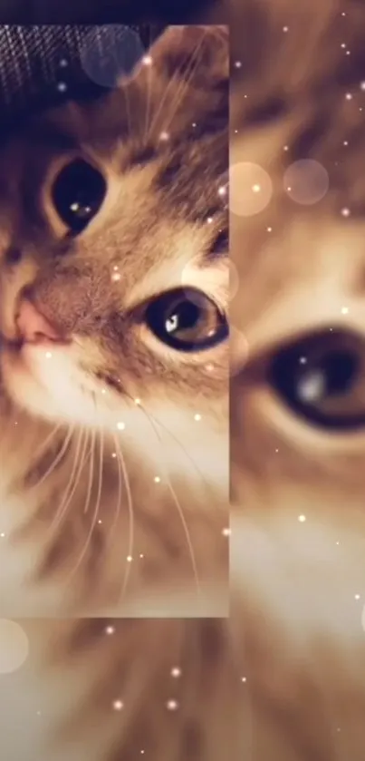 Adorable close-up of a fluffy cat with deep, expressive eyes.