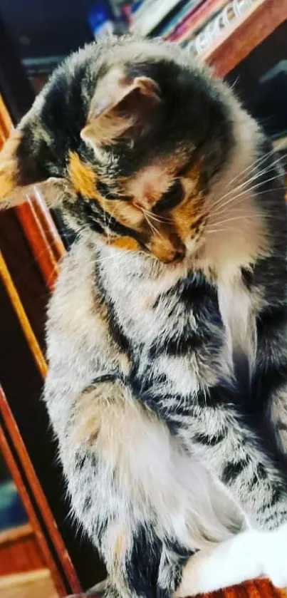 Cute calico cat sitting by a window, perfect wallpaper.