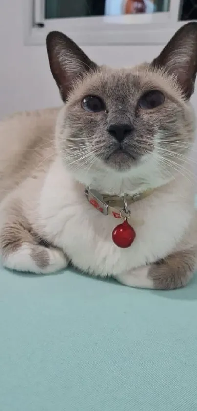 Siamese cat with a red collar on a light blue bed.