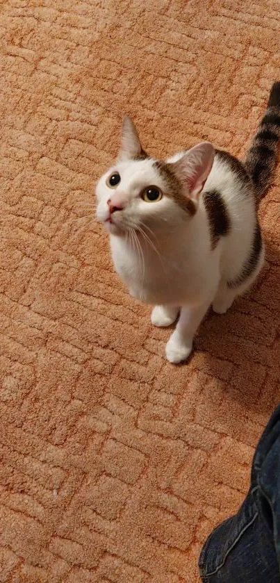 Curious cat on light orange carpet, looking up.