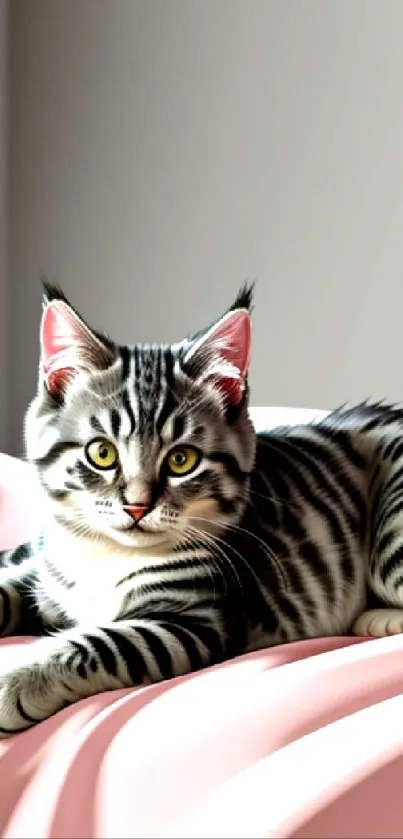 Adorable tabby kitten resting on a pink blanket.