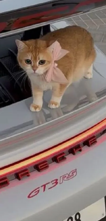 A cute cat with a bow sits on a sports car trunk.