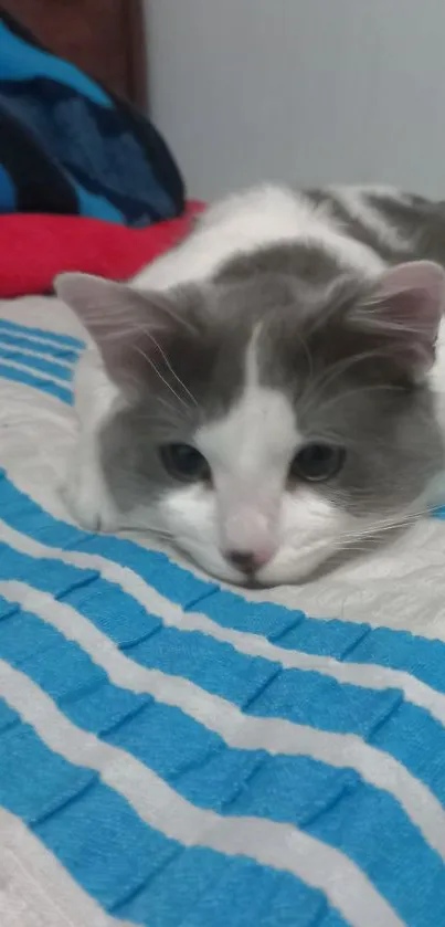 Cute gray and white cat resting on a blue striped bed.