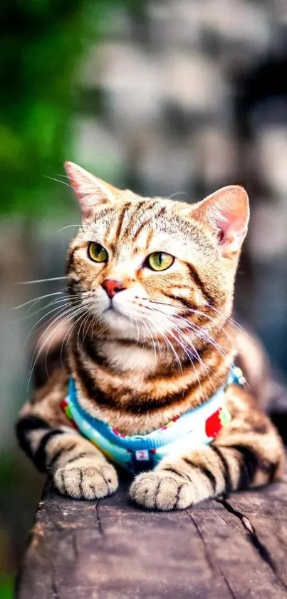 Adorable tabby cat with green eyes on a wooden bench.