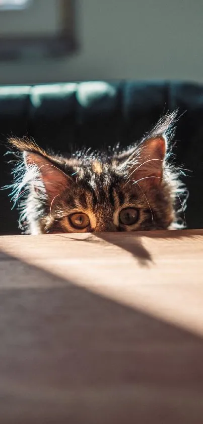 Curious cat peeking over a wooden table with sunlight casting shadows.