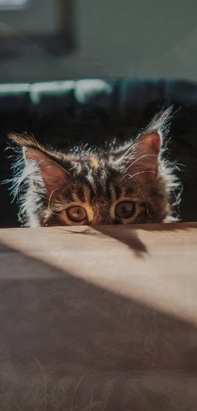 Cute cat peeking over table with sunlight casting shadows.