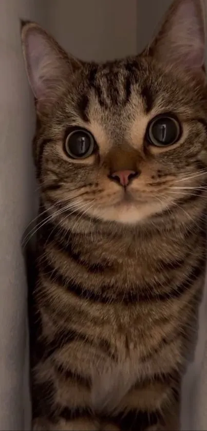 Charming cat with big eyes and tabby stripes, perfect wallpaper.