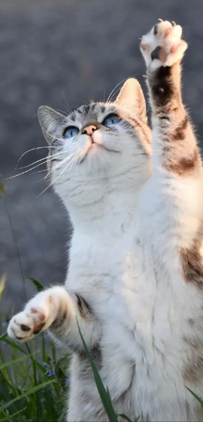 Cat reaching up in a natural outdoor setting.