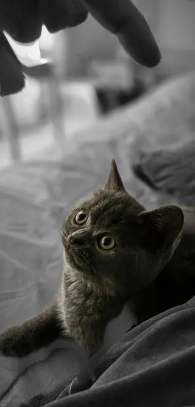 Adorable cat with expressive eyes reaching out on a bed.