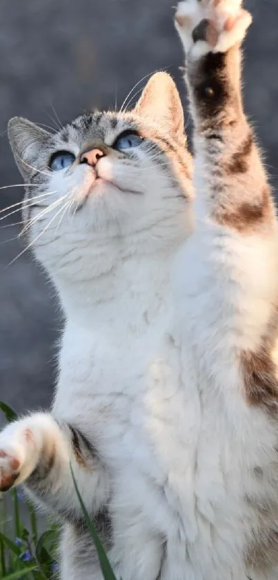 Adorable cat with blue eyes reaching up playfully.