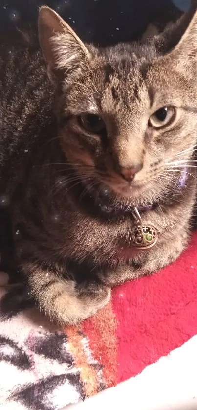 Adorable tabby cat resting on blanket.