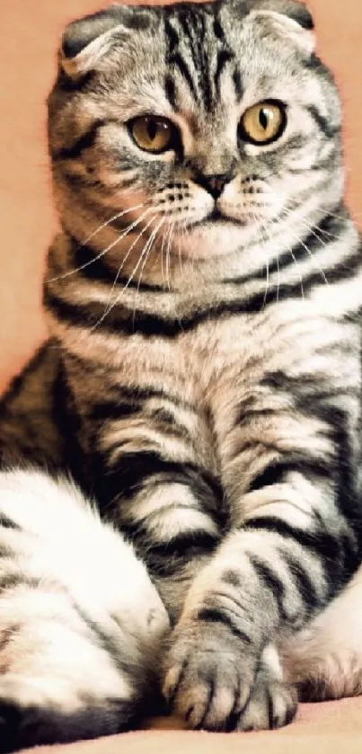 Adorable grey striped cat sitting calmly on a peach background.