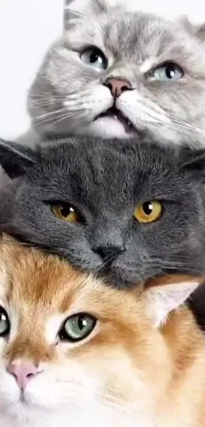 Three adorable cats stacked in a cute arrangement against a soft background.