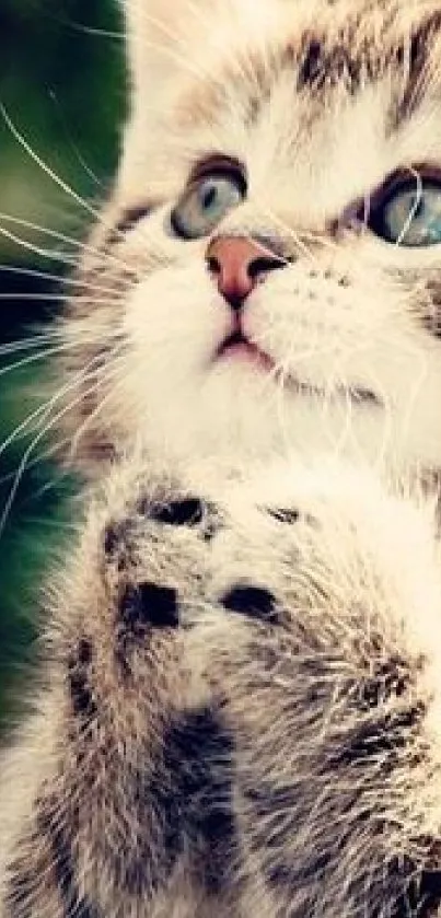 Adorable cat with blue eyes and fluffy paws looking up.