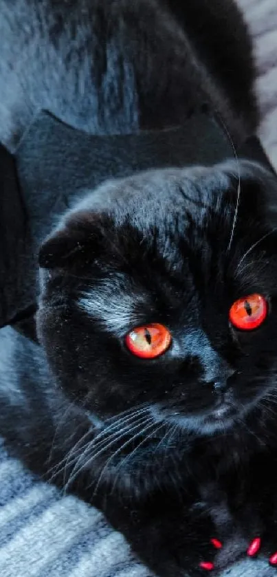 Cute black cat with bat wings on a grey blanket.