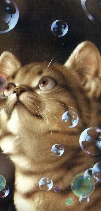 Curious cat gazing at floating bubbles, perfect for mobile wallpaper.