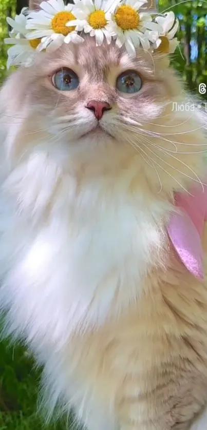 Cat with daisy crown in lush green background.
