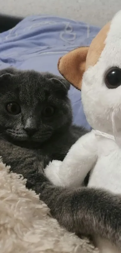 Gray Scottish Fold cat with plush toy cuddle.